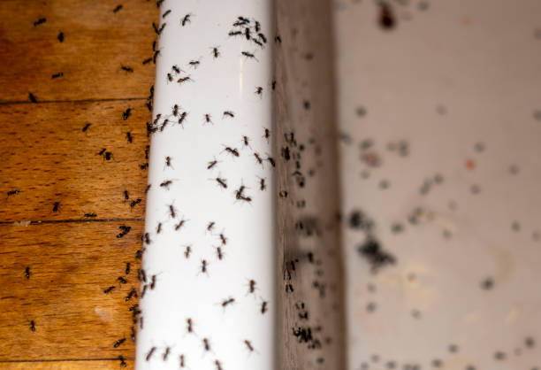 Best Pest Inspection Near Me  in Lam, AR