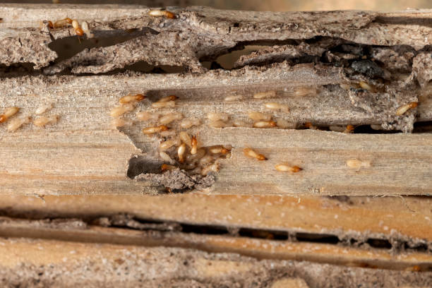 Bird Control in Lamar, AR