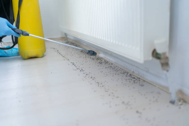 Best Bed Bug Extermination  in Lam, AR