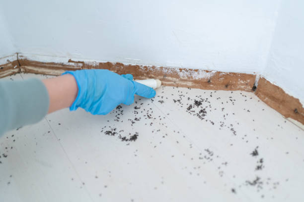 Best Affordable Pest Control Services  in Lam, AR